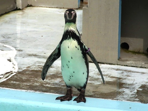 野毛山 ペンギン まゆげペンギン 写真共有サイト フォト蔵