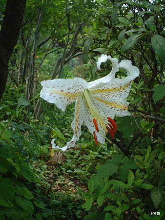 ヤマユリ（Lilium auratum Lindl.）