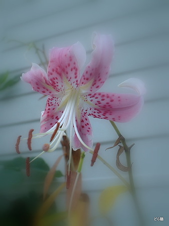 カノコユリ園芸種（Lilium speciosum Thunb.）