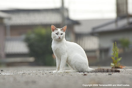 近所のねこ