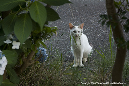 近所のねこ