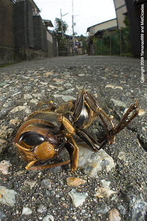 コガタスズメバチ
