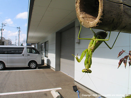 ハラビロカマキリ
