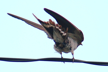 ツバメが飛び立つ瞬間