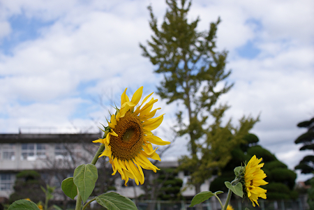 12℃のひまわり(1)