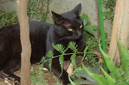 黒猫グ~グウ