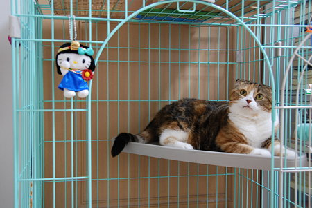 クレオパトラキティとモモ