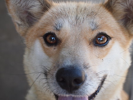 犬のモモちゃんアップ。