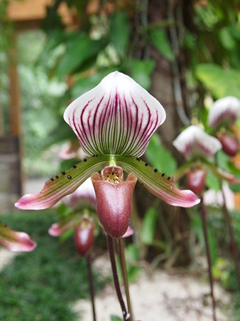 Paphiopedilum