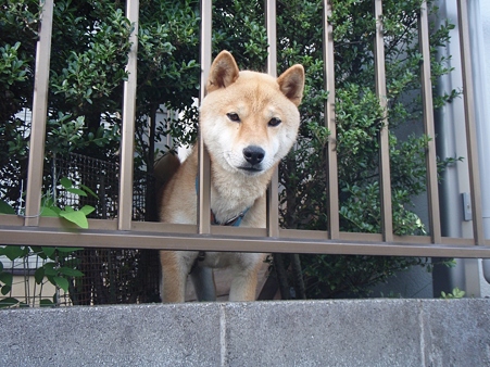 お隣の犬005