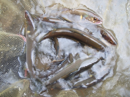総釣果19