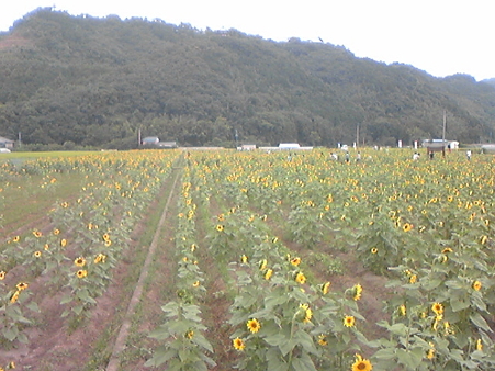 道の駅　原鶴前のひまわり1