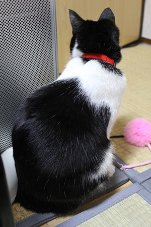 ふりむき1