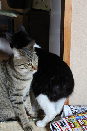 遊んでる4