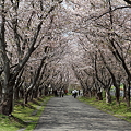 桜のトンネル_11-05-18_0001