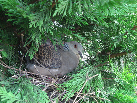 鳩が豆鉄砲。