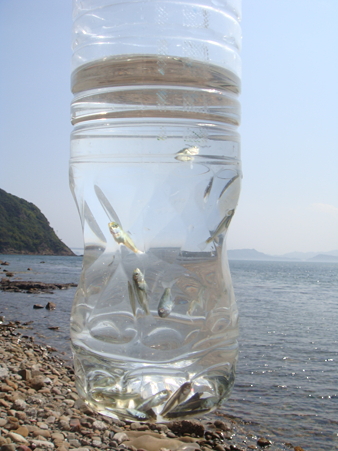 潮溜まりでのお魚捕まえ