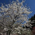 道端を彩る桜