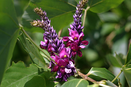 IMGP8875