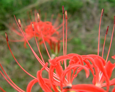 DSCF0003(FinePix 1700Z)