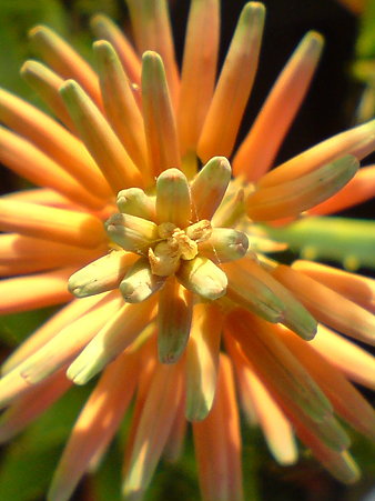 Gold Tooth Aloe