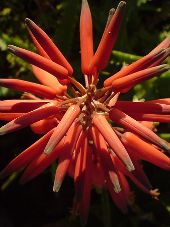Gold Tooth Aloe