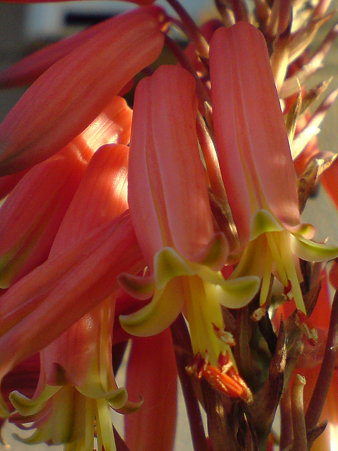 Gold Tooth Aloe