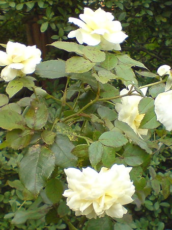 Tchaikovski (HT)