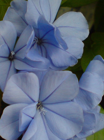 Cape plumbago