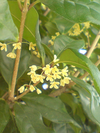 Fragrant Tea Olive