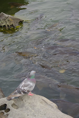IMGP8816