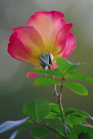 IMGP8392