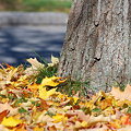 Autumn Leaves 10-25-09
