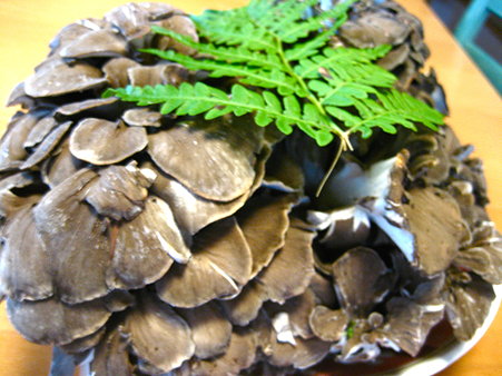 岩手県岩泉産原木まいたけ