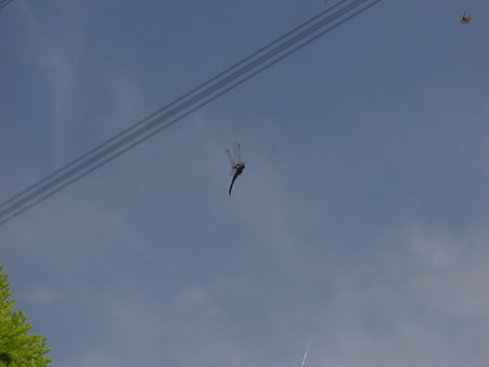 CIMG0783