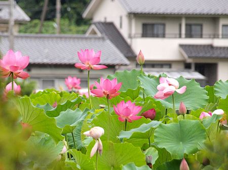 信濃国分寺の蓮３