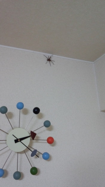 蜘蛛 でかい 【家の中のクモはどうする？】そのクモ本当に放っていても大丈夫？｜奈良県の賃貸なら【賃貸のマサキ】