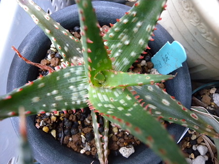 Aloe Kelly Blue