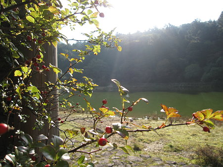 夫婦池