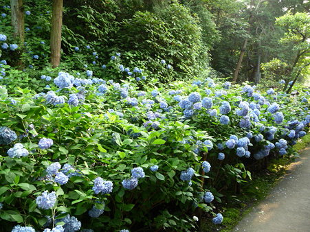090625-明月院 (3)