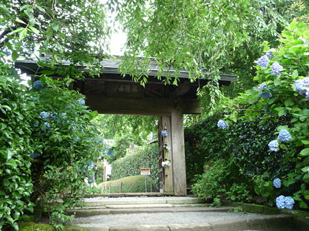 090625-明月院 (104)