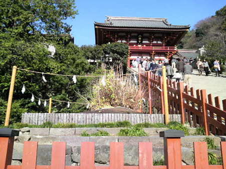 101206-八幡さま銀杏 (2)
