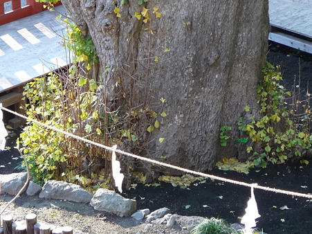 101210-八幡さま (12)