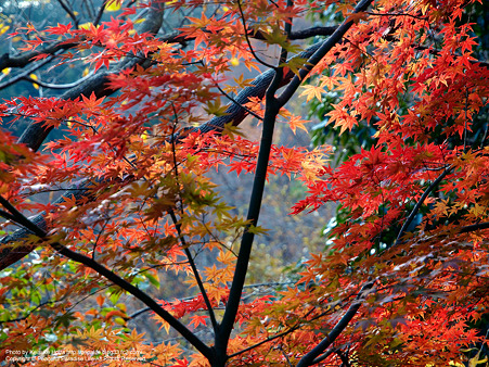 紅葉