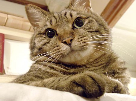 秋のプ−ちゃん拡大