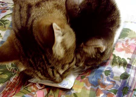 piro1