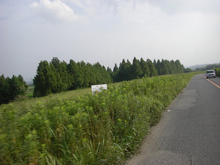 緑なメタセコイア