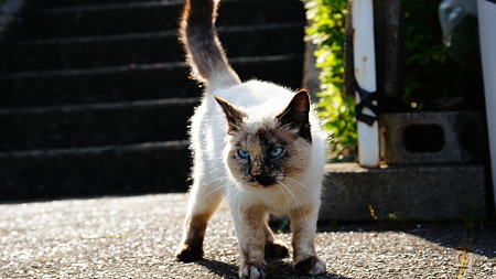 ドライブで出会った猫たち (3)
