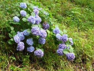 紫陽花