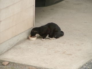 ご飯猫